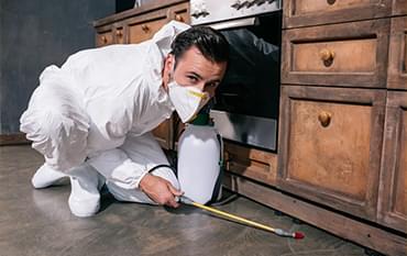 Pest Control Services in Lucknow