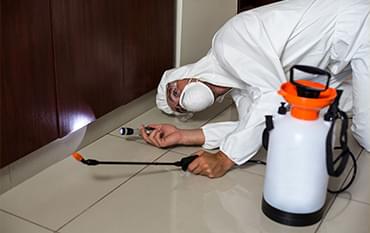 Pest Control Services in Lucknow